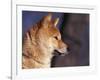 Shiba Inu Profile-Adriano Bacchella-Framed Photographic Print