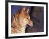 Shiba Inu Profile-Adriano Bacchella-Framed Photographic Print