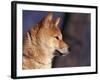 Shiba Inu Profile-Adriano Bacchella-Framed Photographic Print