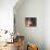 Shiba Inu Profile-Adriano Bacchella-Photographic Print displayed on a wall