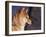 Shiba Inu Profile-Adriano Bacchella-Framed Photographic Print