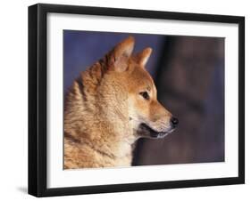 Shiba Inu Profile-Adriano Bacchella-Framed Photographic Print