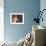 Shiba Inu Profile-Adriano Bacchella-Framed Photographic Print displayed on a wall