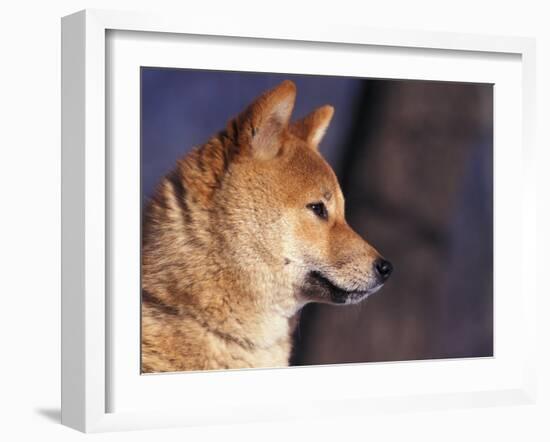 Shiba Inu Profile-Adriano Bacchella-Framed Photographic Print