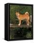 Shiba Inu Standing on a Bridge-Adriano Bacchella-Framed Stretched Canvas