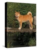 Shiba Inu Standing on a Bridge-Adriano Bacchella-Stretched Canvas