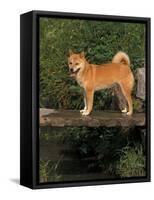 Shiba Inu Standing on a Bridge-Adriano Bacchella-Framed Stretched Canvas