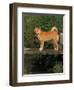 Shiba Inu Standing on a Bridge-Adriano Bacchella-Framed Premium Photographic Print