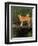 Shiba Inu Standing on a Bridge-Adriano Bacchella-Framed Premium Photographic Print