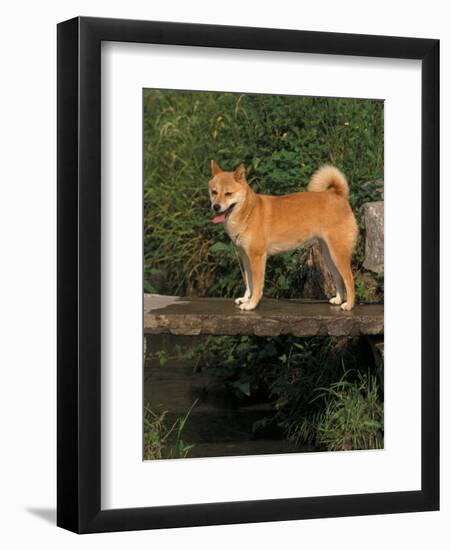Shiba Inu Standing on a Bridge-Adriano Bacchella-Framed Premium Photographic Print
