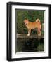 Shiba Inu Standing on a Bridge-Adriano Bacchella-Framed Premium Photographic Print