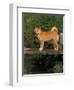 Shiba Inu Standing on a Bridge-Adriano Bacchella-Framed Premium Photographic Print