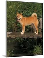 Shiba Inu Standing on a Bridge-Adriano Bacchella-Mounted Premium Photographic Print