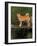 Shiba Inu Standing on a Bridge-Adriano Bacchella-Framed Photographic Print