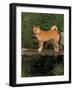 Shiba Inu Standing on a Bridge-Adriano Bacchella-Framed Photographic Print