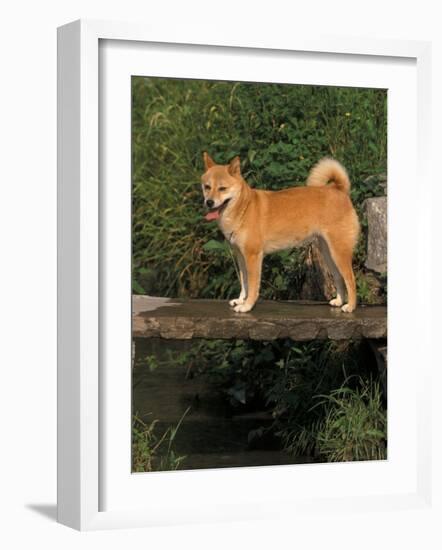 Shiba Inu Standing on a Bridge-Adriano Bacchella-Framed Photographic Print