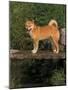 Shiba Inu Standing on a Bridge-Adriano Bacchella-Mounted Photographic Print