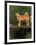 Shiba Inu Standing on a Bridge-Adriano Bacchella-Framed Photographic Print