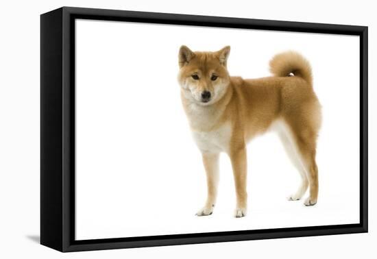 Shiba Inu-null-Framed Stretched Canvas