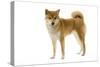 Shiba Inu-null-Stretched Canvas