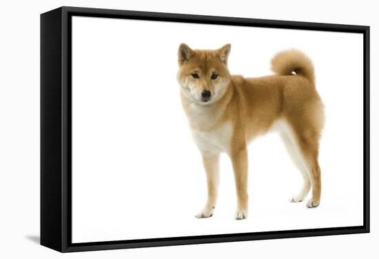 Shiba Inu-null-Framed Stretched Canvas