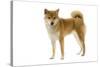 Shiba Inu-null-Stretched Canvas