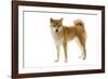 Shiba Inu-null-Framed Photographic Print