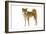 Shiba Inu-null-Framed Photographic Print