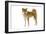 Shiba Inu-null-Framed Photographic Print