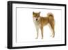 Shiba Inu-null-Framed Photographic Print