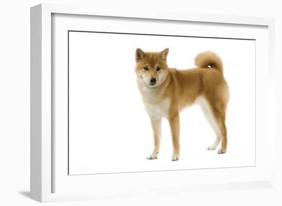 Shiba Inu-null-Framed Photographic Print