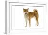 Shiba Inu-null-Framed Photographic Print