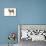 Shiba Inu-null-Mounted Photographic Print displayed on a wall