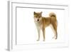 Shiba Inu-null-Framed Photographic Print