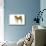 Shiba Inu-null-Mounted Photographic Print displayed on a wall