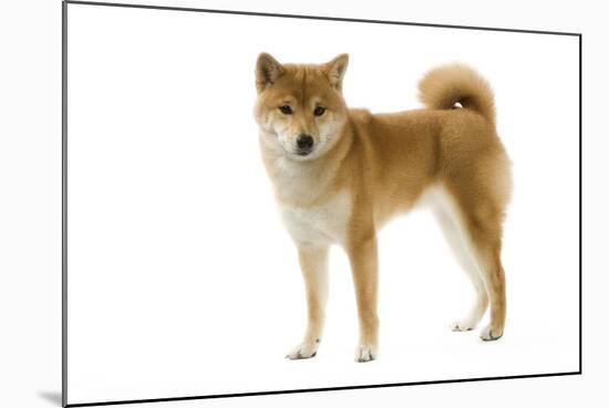 Shiba Inu-null-Mounted Photographic Print