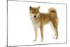 Shiba Inu-null-Mounted Photographic Print