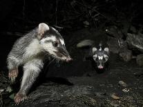 Chinese Ferret Badger (Melogale Moschata) Two Captured by Camera Trap at Night-Shibai Xiao-Stretched Canvas