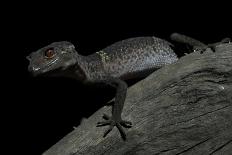 Pingxiang Cave Gecko (Goniurosaurus Luii) Clinging to Tree Trunk with Strong Red Eyes-Shibai Xiao-Stretched Canvas