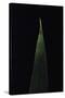 Shibataea Kumasaca (Ruscus-Leaved Bamboo) - Leaf-Paul Starosta-Stretched Canvas