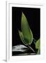 Shibataea Kumasaca (Ruscus-Leaved Bamboo) - Leaf-Paul Starosta-Framed Photographic Print