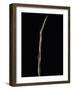 Shibataea Kumasaca (Ruscus-Leaved Bamboo) - Shoot-Paul Starosta-Framed Photographic Print