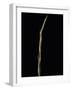 Shibataea Kumasaca (Ruscus-Leaved Bamboo) - Shoot-Paul Starosta-Framed Photographic Print