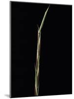 Shibataea Kumasaca (Ruscus-Leaved Bamboo) - Shoot-Paul Starosta-Mounted Photographic Print