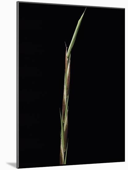 Shibataea Kumasaca (Ruscus-Leaved Bamboo) - Shoot-Paul Starosta-Mounted Photographic Print