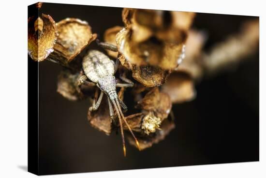 Shield Bug on Brown Leaves-Pixie Pics-Stretched Canvas