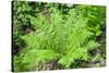 Shield Fern (Dryopteris Crassirhisoma)-Dr. Nick Kurzenko-Stretched Canvas