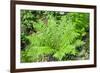 Shield Fern (Dryopteris Crassirhisoma)-Dr. Nick Kurzenko-Framed Photographic Print