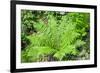 Shield Fern (Dryopteris Crassirhisoma)-Dr. Nick Kurzenko-Framed Photographic Print