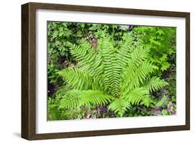 Shield Fern (Dryopteris Crassirhisoma)-Dr. Nick Kurzenko-Framed Photographic Print